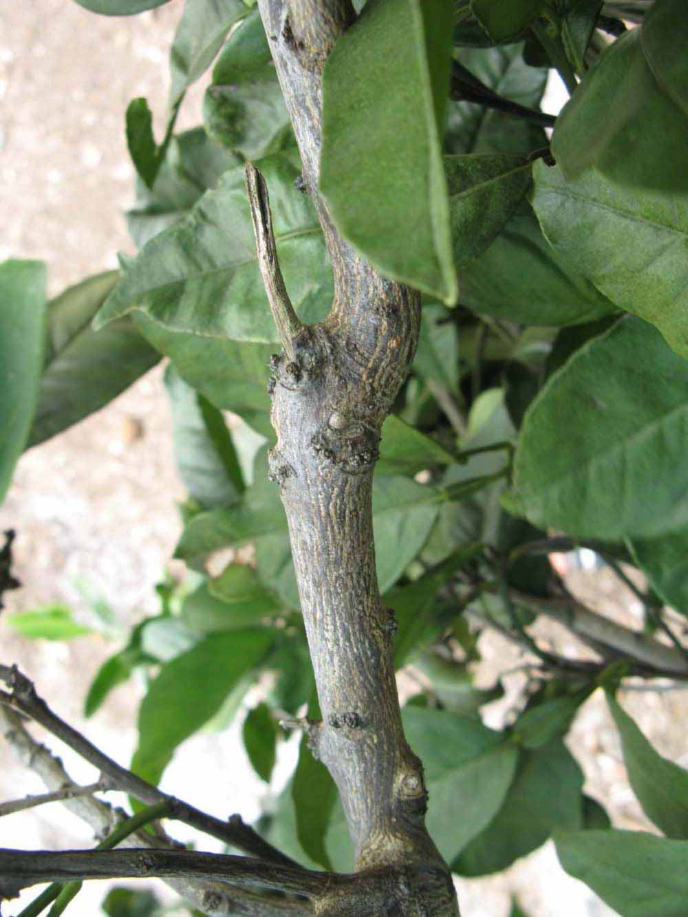              Second - third year twig (Winter Haven,   FL)       